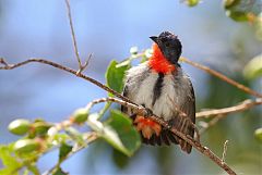 Mistletoebird